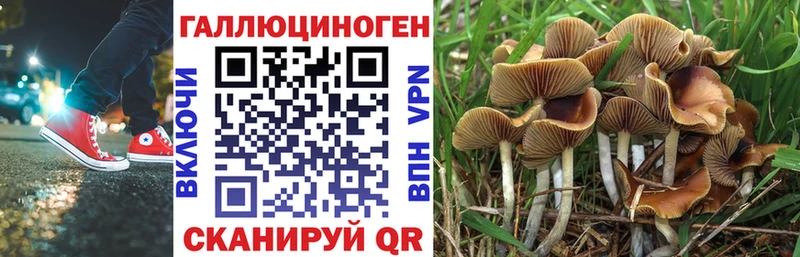 kraken маркетплейс  Тайга  Псилоцибиновые грибы Cubensis 